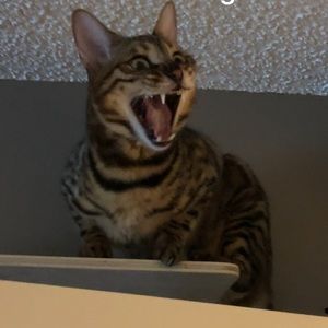 Meet your Posher, William